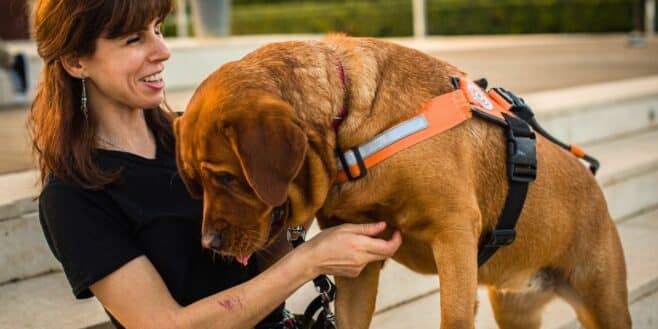 Un supermarché refuse l'entrée à une cliente à cause de son chien d’assistance