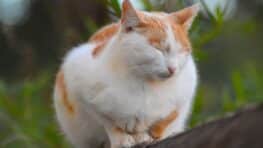 Un ventre qui gonfle chez le chat : les signes à ne surtout pas ignorer