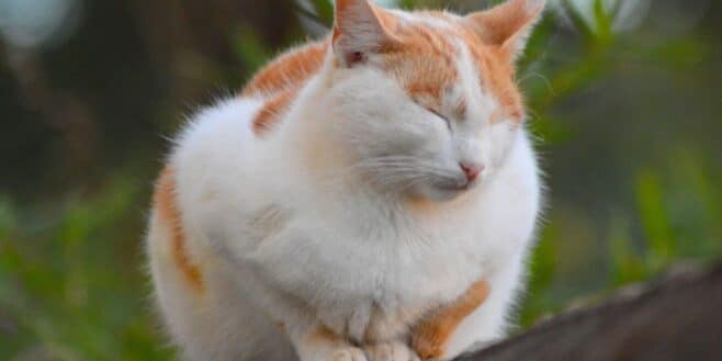 Un ventre qui gonfle chez le chat : les signes à ne surtout pas ignorer