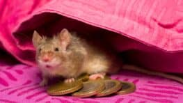 Une simple feuille peut faire fuir les rats et souris de votre logement