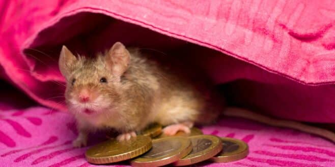 Une simple feuille peut faire fuir les rats et souris de votre logement