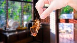 Vous devez vérifier d'urgence cet endroit de la cuisine où les cafards se cachent