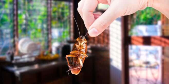 Vous devez vérifier d'urgence cet endroit de la cuisine où les cafards se cachent