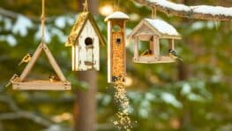 Ce geste permet de transformer votre jardin en refuge pour les oiseaux cet hiver
