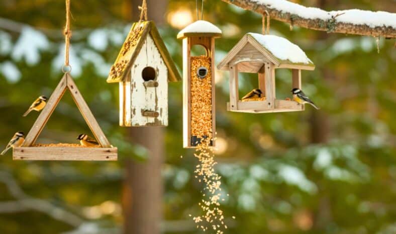 Ce geste permet de transformer votre jardin en refuge pour les oiseaux cet hiver
