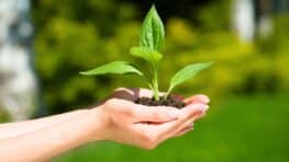 Ce trésor caché dans les ordures peut rendre vos plantes plus vigoureuses