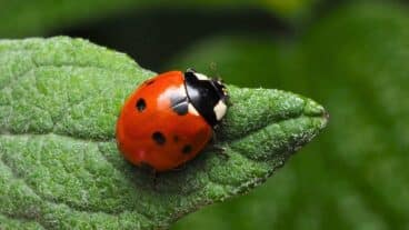 Ces objets de récupération aident à créer un refuge pour les coccinelles en hiver