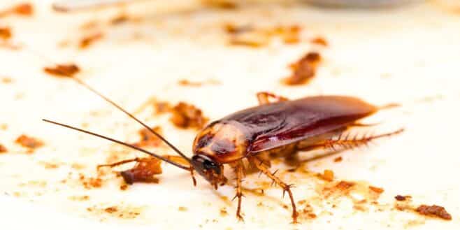 Ces 5 plantes naturelles repoussent efficacement les cafards de la maison