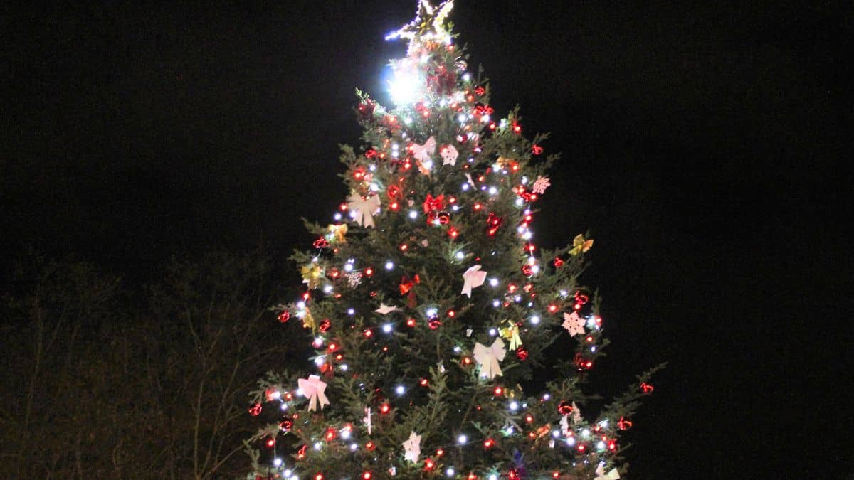 IKEA relance son offre du sapin de Noël presque gratuit, les démarches à faire