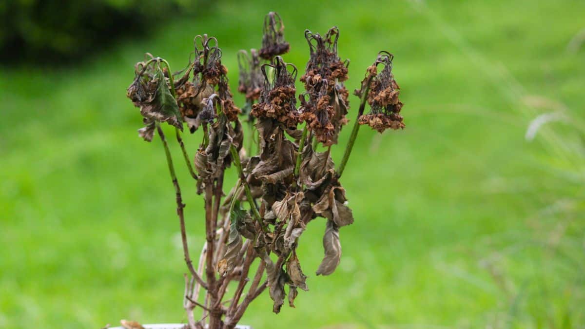 Jardin : ces fleurs souffrent à cause du paillage, l’avertissement d’un spécialiste