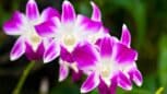 L'astuce géniale et magique pour redonner vie à vos orchidées en automne