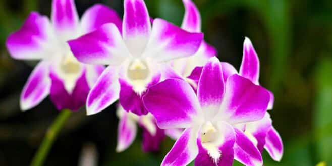 L'astuce géniale et magique pour redonner vie à vos orchidées en automne