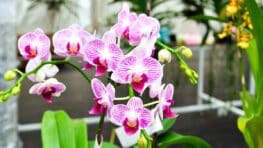 Lidl: l’appareil à moins de 10 € qui fait refleurir vos orchidées en janvier