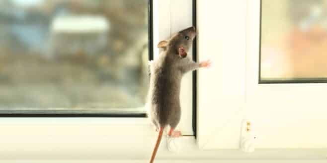 Ni piège ni poison : cette feuille de cuisine éloigne définitivement les rats de chez vous