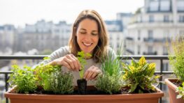 Tuxboard.com - Plantes aromatiques : plantez ces 7 variétés cette semaine pour des récoltes durables