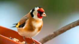Action lance l'accessoire idéal pour attirer les oiseaux dans votre jardin