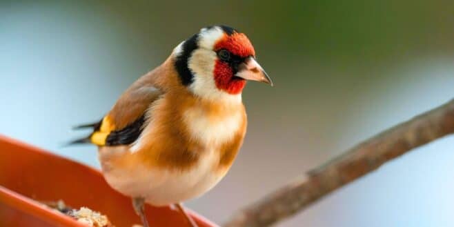 Action lance l'accessoire idéal pour attirer les oiseaux dans votre jardin