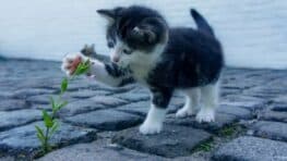 Ce lien vraiment très mystérieux entre les chats et la schizophrénie