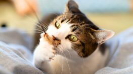 Lidl : 3 accessoires essentiels pour votre chat