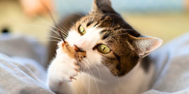 Lidl : 3 accessoires essentiels pour votre chat