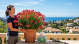Tuxboard.com - Bégonia semperflorens: cette plante fleurit 8 mois par an, du printemps à l’hiver, sans entretien
