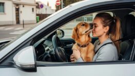 Tuxboard - Automobiliste verbalisé pour avoir câliné son chien au volant : ce que dit la loi en 2026