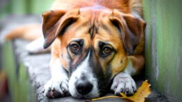 Chien en deuil : quand la perte de son humain lui fait perdre l'envie de vivre