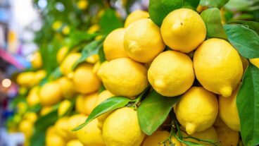 IKEA signe le plus beau citronnier du moment, naturel et accessible à 29 €