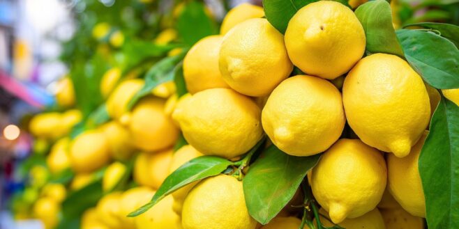 IKEA signe le plus beau citronnier du moment, naturel et accessible à 29 €