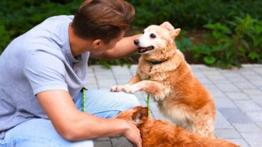 La CAF va verser une nouvelle aide aux propriétaires d'animaux ? On démêle le vrai du faux