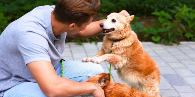 La CAF va verser une nouvelle aide aux propriétaires d'animaux ? On démêle le vrai du faux