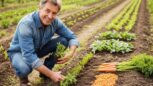 Tuxboard - Petits pois et carottes : il ne vous reste que quelques jours pour les semer avant que la récolte ne déçoive