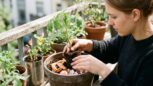 Tuxboard - Potager récup sur TikTok : ce geste viral que tout le monde copie fait mourir les tomates en silence