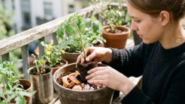 Tuxboard - Potager récup sur TikTok : ce geste viral que tout le monde copie fait mourir les tomates en silence