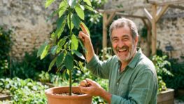 Tuxboard - « L'erreur que font la majorité des gens » : ce jardinier a planté un noyau d'avocat et obtenu 3 mètres en 4 ans