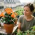 Tuxboard - Fini les géraniums sur le balcon : Lidl propose ce bégonia orange à moins de 3 euros qui change tout