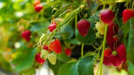 Ce fruitier discret planté au fond du jardin donne déjà ses fruits avant même les premières fraises