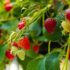 Ce fruitier discret planté au fond du jardin donne déjà ses fruits avant même les premières fraises