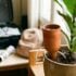 Tuxboard - Ce dispositif IKEA à 9,99€ pour deux garde vos plantes hydratées pendant toutes vos absences de l'été
