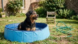 Tuxboard - J'ai troqué le jet d'eau contre cette piscine pliable pour chien à 7,99€ chez B&M et mon animal ne la quitte plus