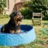 Tuxboard - J'ai troqué le jet d'eau contre cette piscine pliable pour chien à 7,99€ chez B&M et mon animal ne la quitte plus