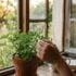 Tuxboard - Cette plante posée sur le rebord de fenêtre crée une barrière olfactive qui fait fuir les moustiques tout l'été
