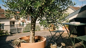 Tuxboard - Cet arbre à 178€ chez Truffaut m'a évité un devis de store à 2 000€ et transforme ma terrasse en havre ombragé
