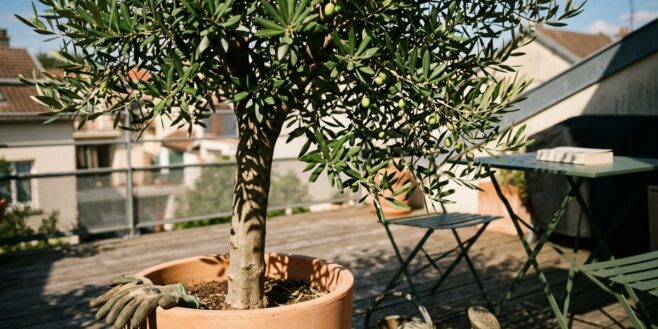 Tuxboard - Cet arbre à 178€ chez Truffaut m'a évité un devis de store à 2 000€ et transforme ma terrasse en havre ombragé