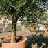 Tuxboard - Cet arbre à 178€ chez Truffaut m'a évité un devis de store à 2 000€ et transforme ma terrasse en havre ombragé