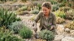 Tuxboard - Cette paysagiste dévoile les plantes qui résistent aux fortes chaleurs sans arrosage