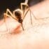 Photonic Fence : ce canon laser anti-moustiques abat 30 insectes par minute et débarque en France en 2026 à 1490 euros